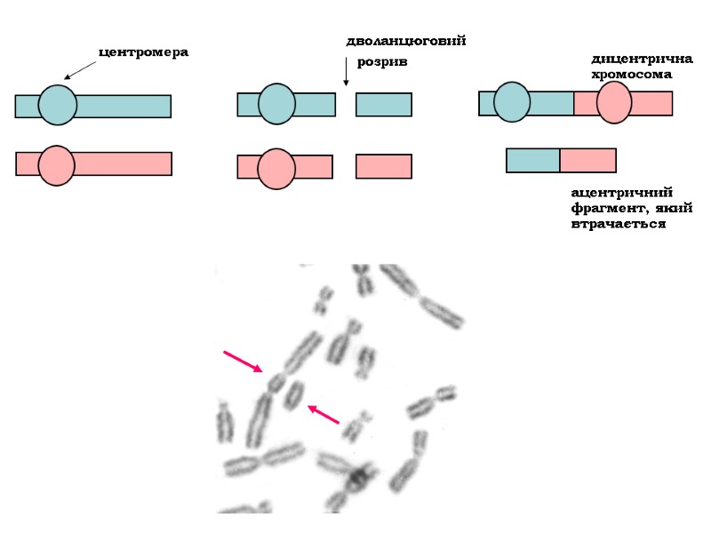 дицентрична  хромосома ацентричний фрагмент, який  втрачається дволанцюговий  розрив центромера